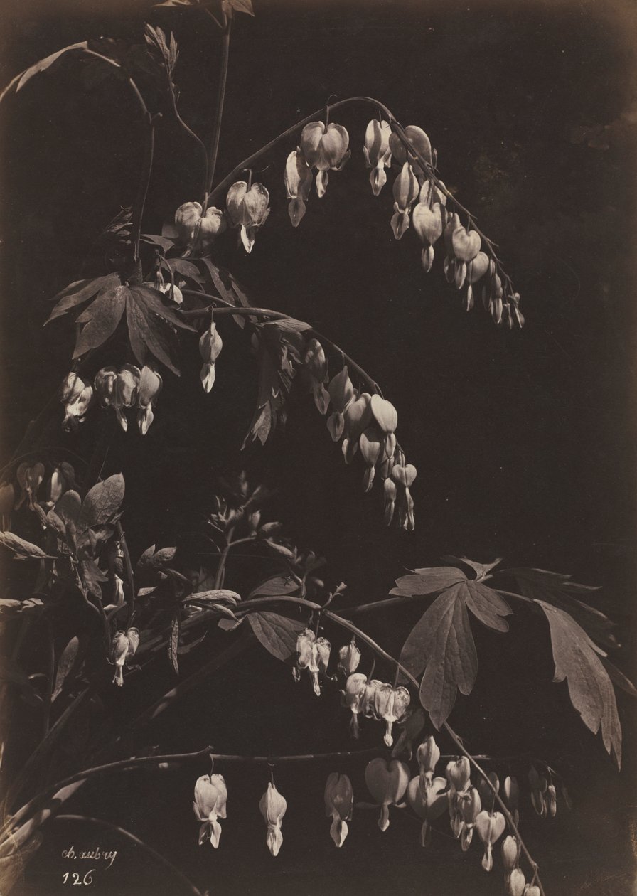Blumenstillleben Tränendes Herz, um 1865 von Charles Aubry