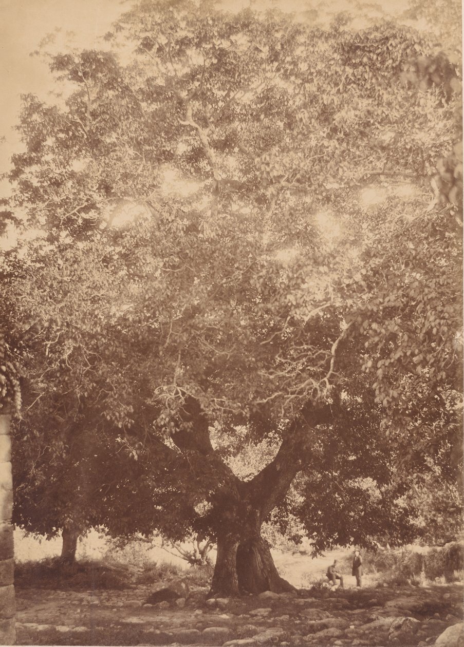 Der Walnussbaum von Kaiser Karl V., Yuste, 1858 von Charles Clifford
