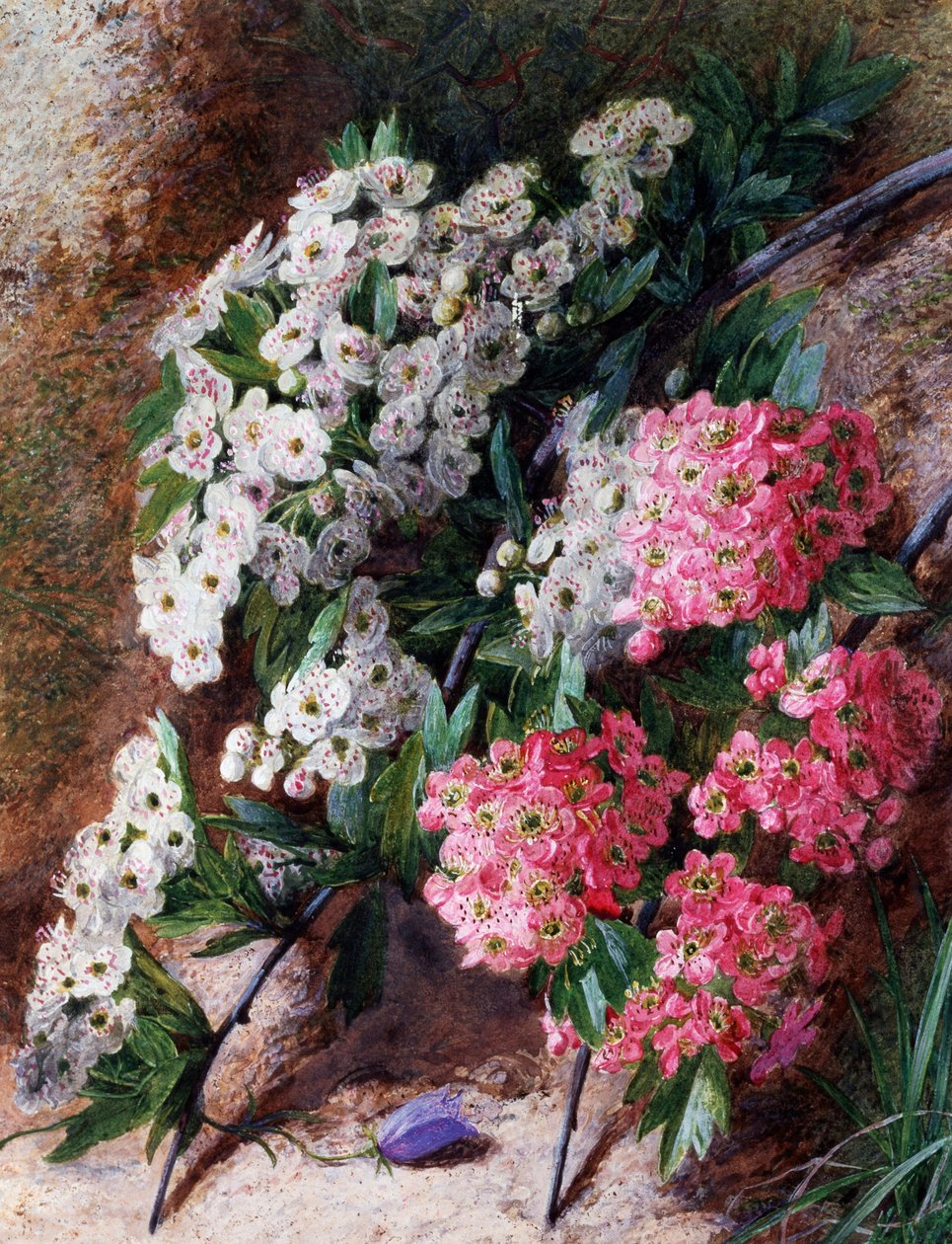 Blumen von Charles H. Slater