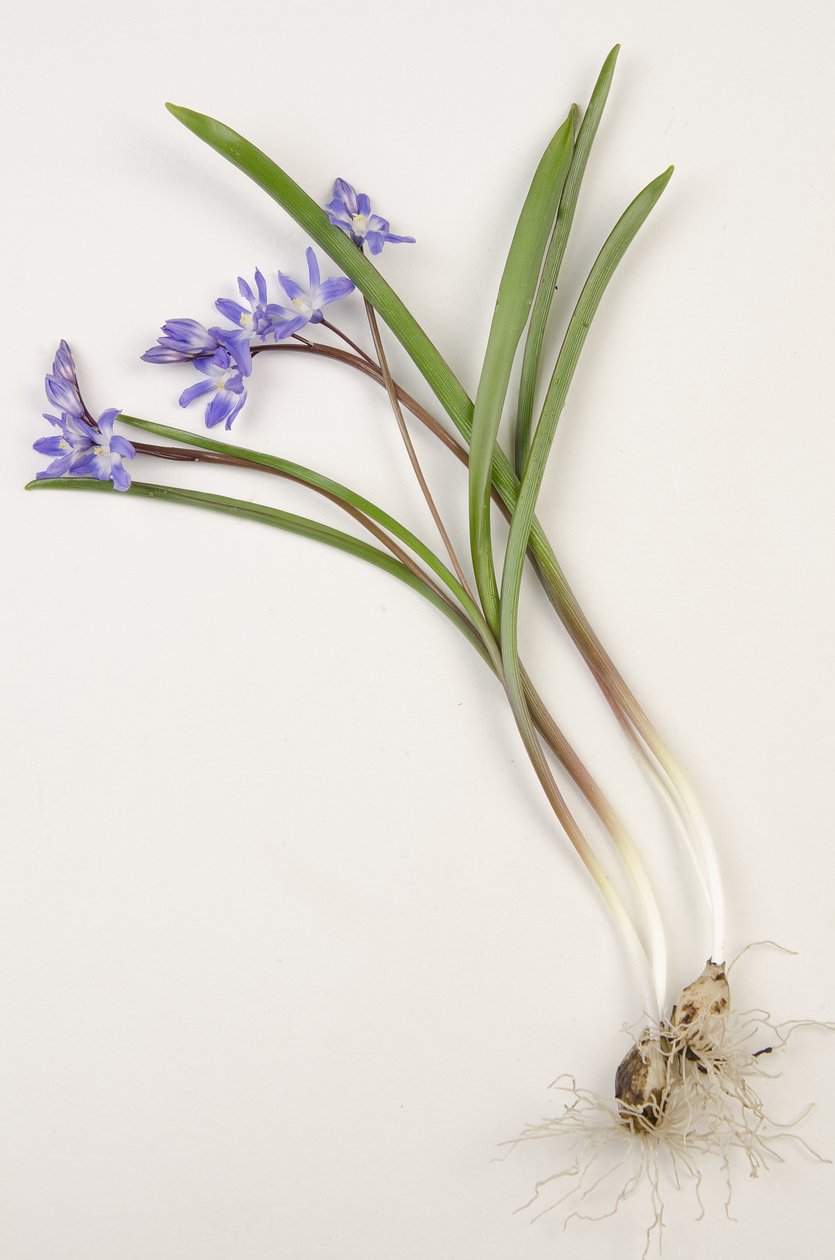 Botanische Tafel/Chionodoxa forbesii/Chionodoxa luciliae/Ruhm des Schnees von Augustus Kollner