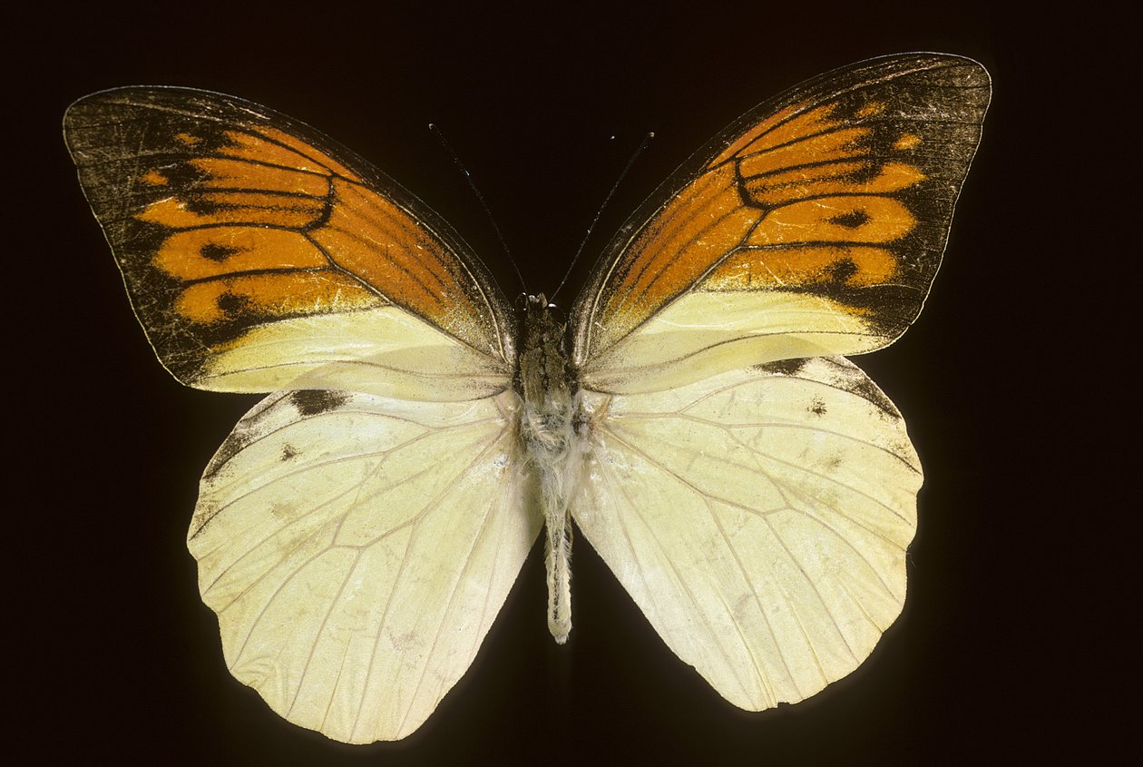 Hebomoia leukippe sulfurea von Augustus Kollner