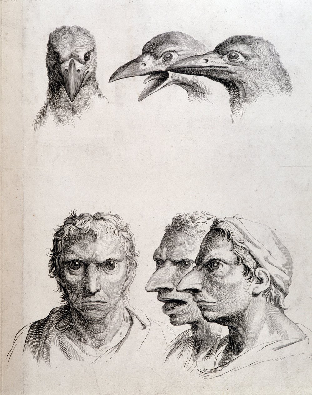 Profile von Vogel und „Menschen-Vogel (Menschen-Vogel)“ - von Lebrun, in „Abhandlungen über die Physiognomie des Menschen im Vergleich zu der der Tiere“ von Charles Le Brun