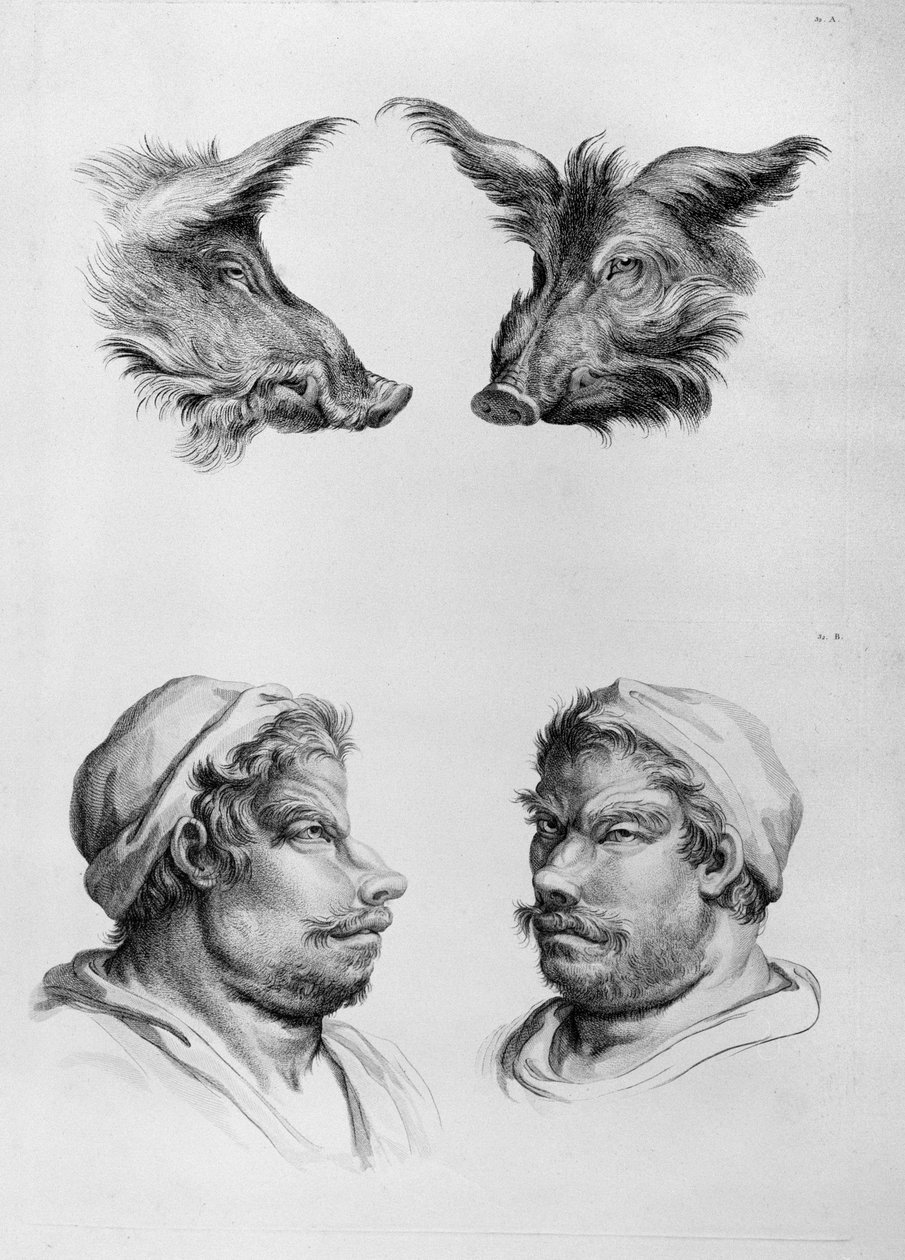 Ähnlichkeiten zwischen dem Kopf eines Ebers und eines Mannes, aus 