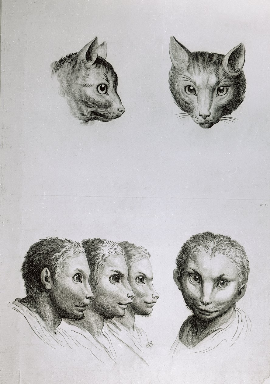 Ähnlichkeiten zwischen dem Kopf einer Katze und einem Mann, aus 