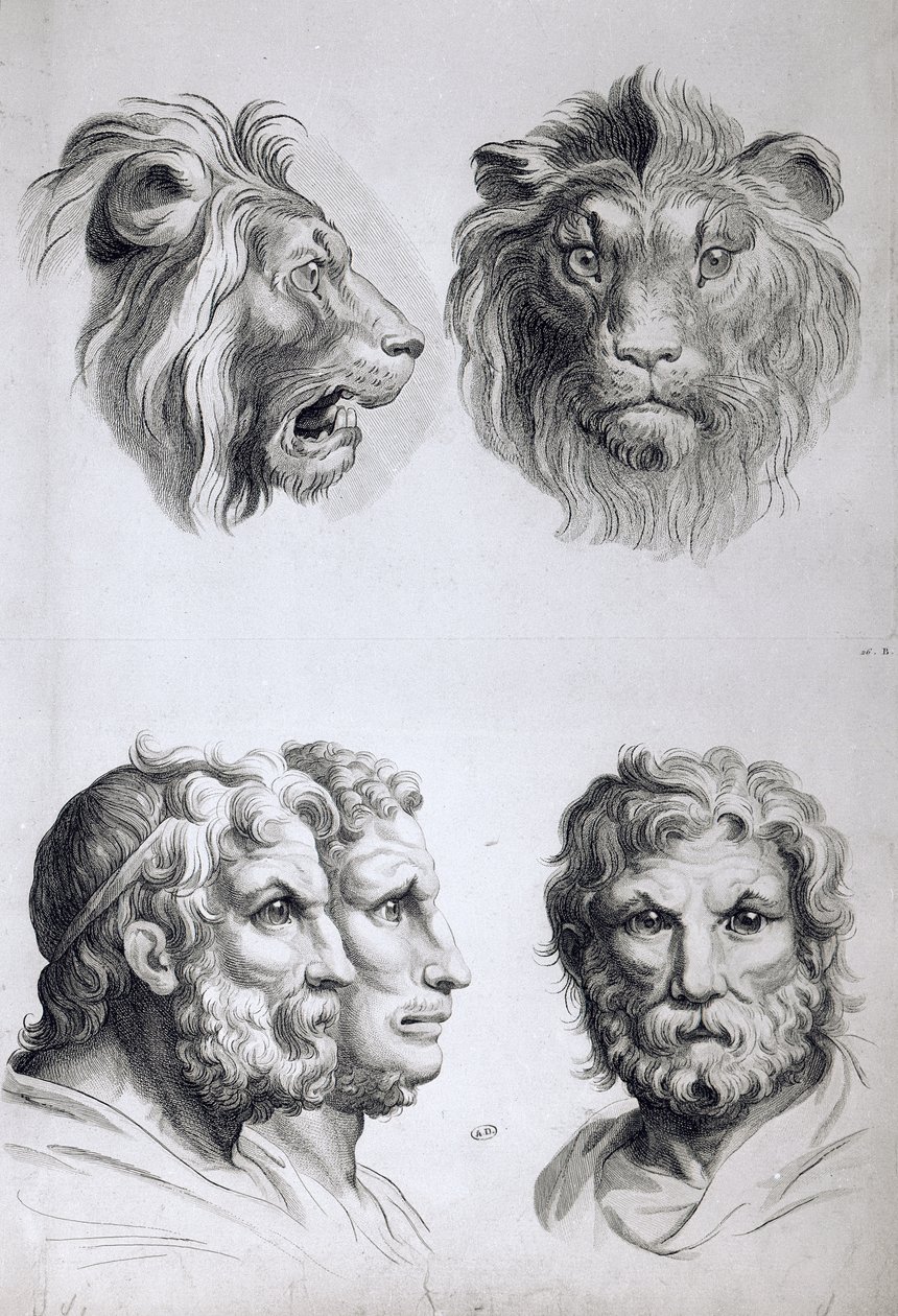 Ähnlichkeiten zwischen dem Kopf eines Löwen und eines Mannes von Charles Le Brun