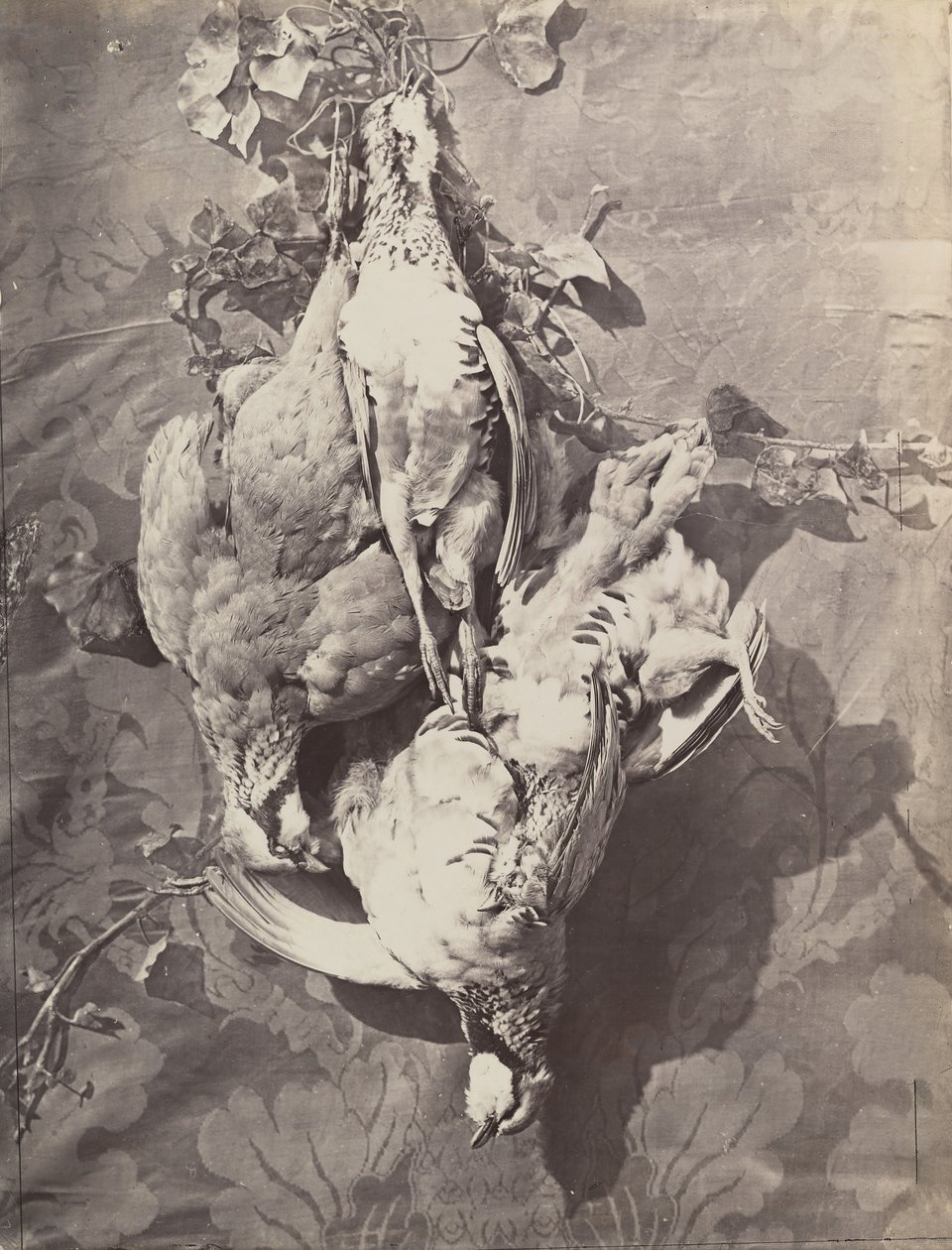 Stillleben mit Wildvögeln, 1859 von Charles Nègre