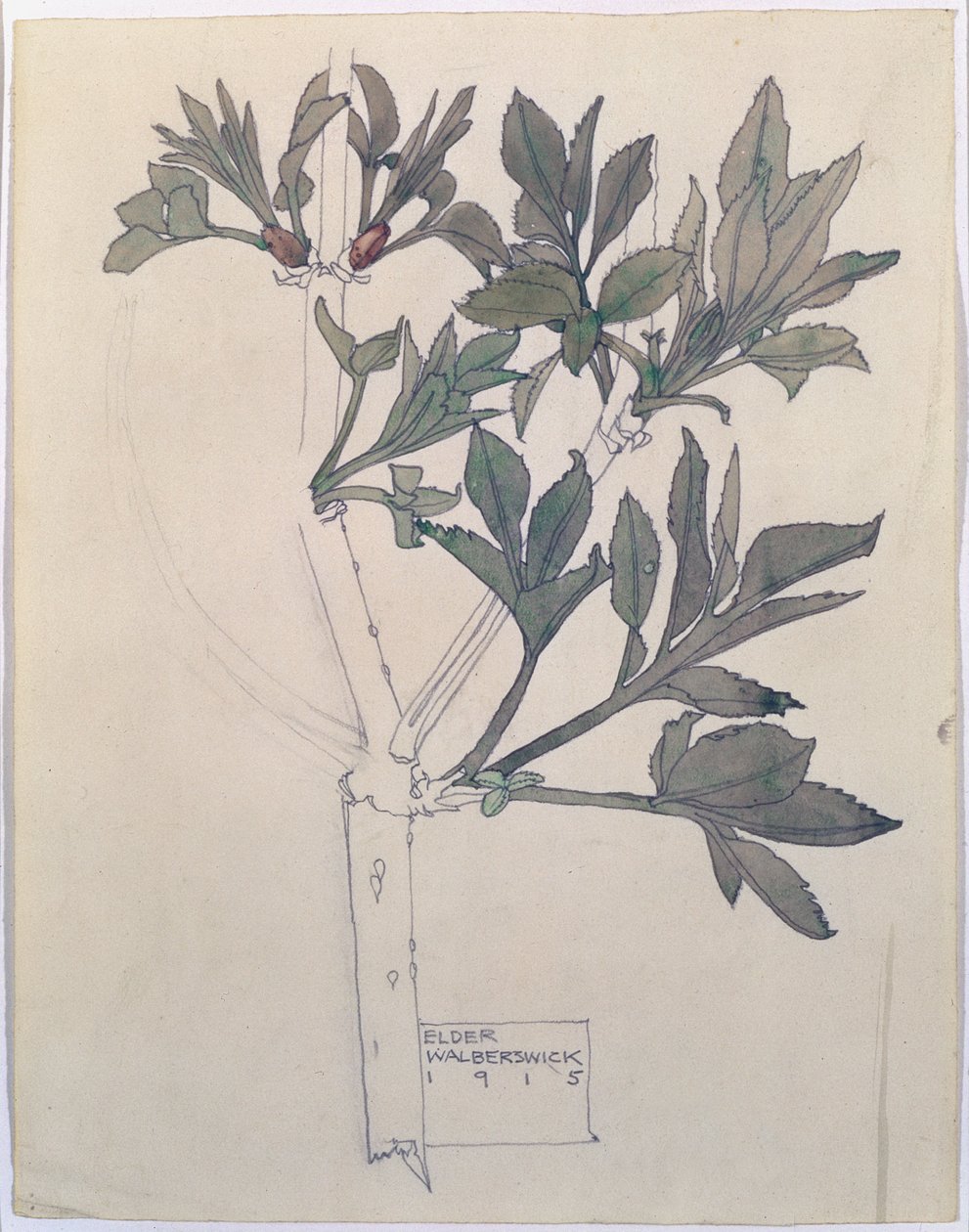 Holunder, Walberswick, 1915 von Charles Rennie Mackintosh