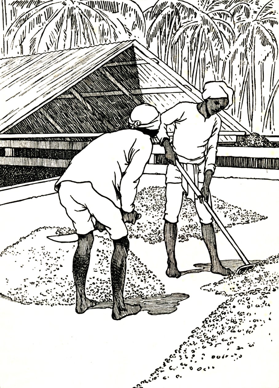 Das Trocknen des Kakaos, 1912 von Charles Robinson