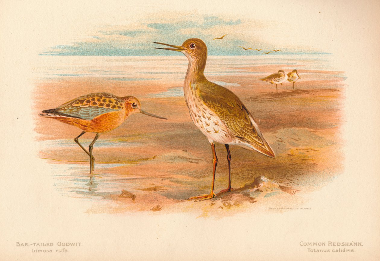 Pfuhlschnepfe Limosa rufa, Rotschenkel Totanus, 1900 von Charles Whymper