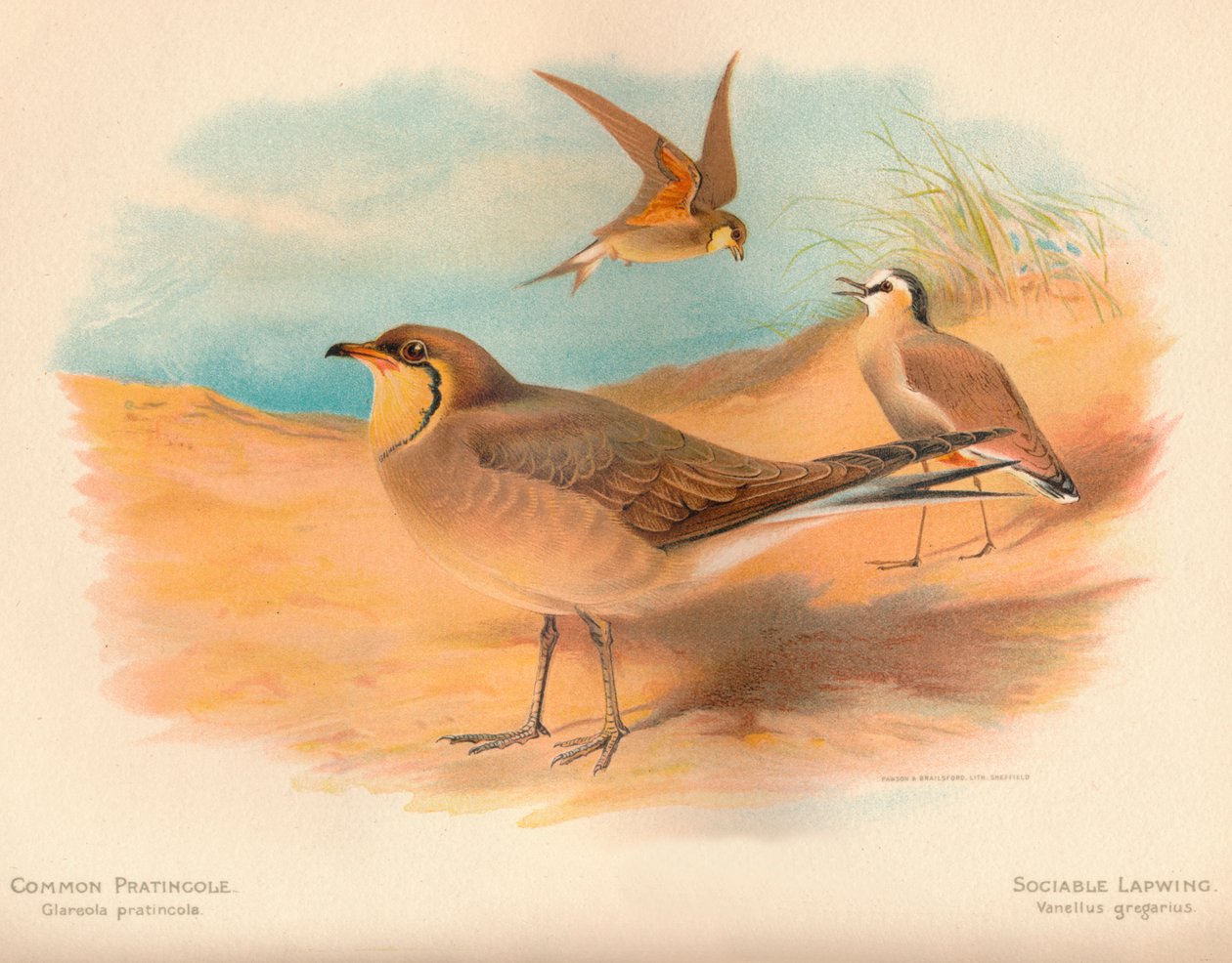 Rotflügel-Brachschwalbe Glareola pratincola, Steppenregenpfeifer Vanellus gregarius, 1900 von Charles Whymper