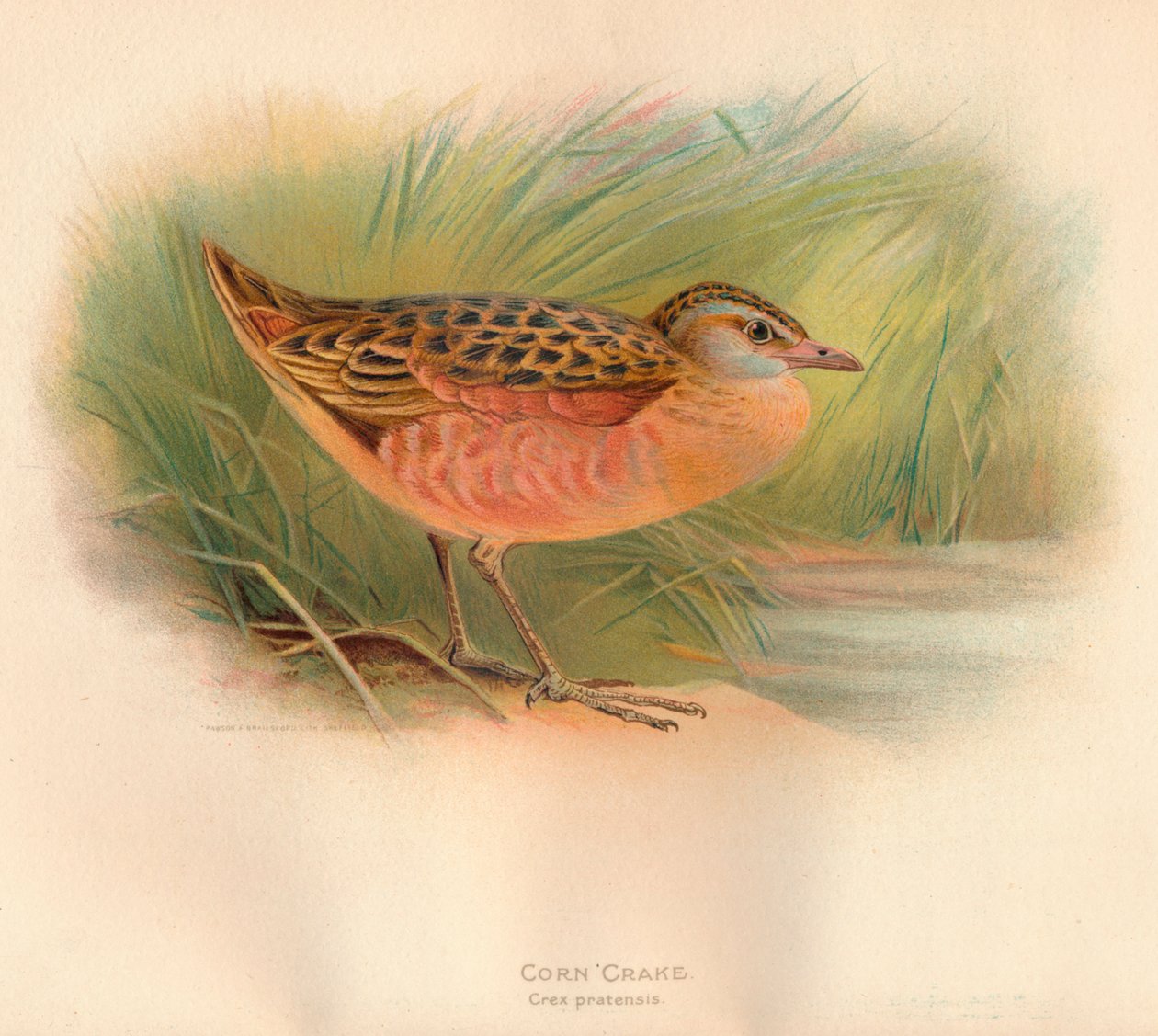 Wachtelkönig Crex pratensis, 1900 von Charles Whymper