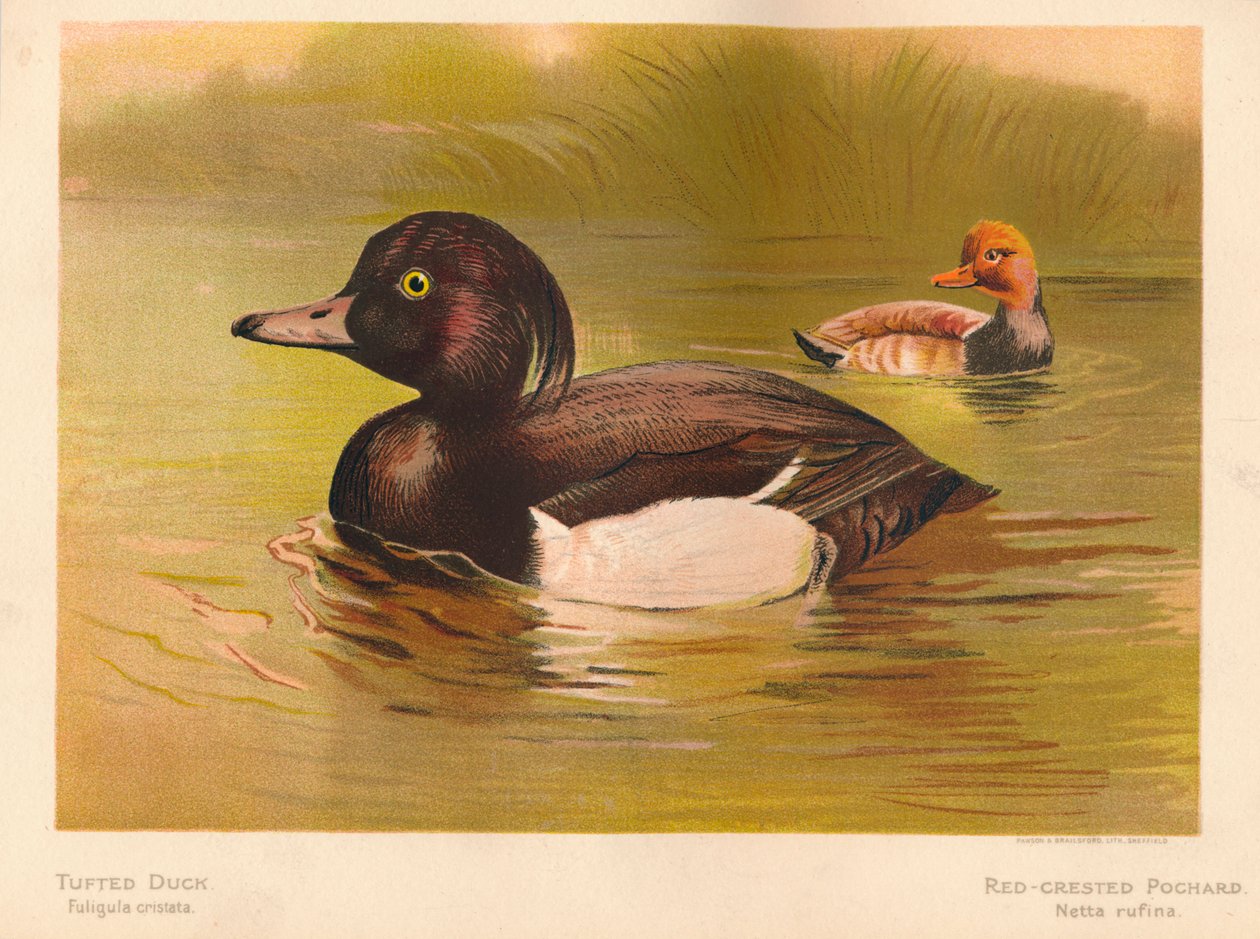 Reiherente Fuligata cristata, Kolbenente Netta rufina, 1900 von Charles Whymper