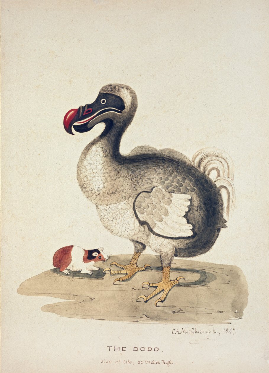 Studie eines Dodos und eines Meerschweinchens, 1847 von Charlotte Augusta Spencer Churchill