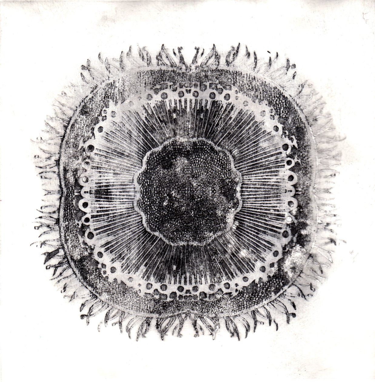 Pflanzenzellen von Charlotte Orr
