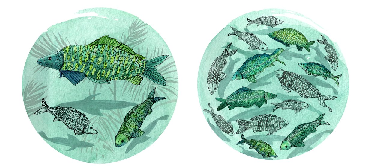 Kleiner Fisch Großer Teich, 2018 von Charlotte Orr