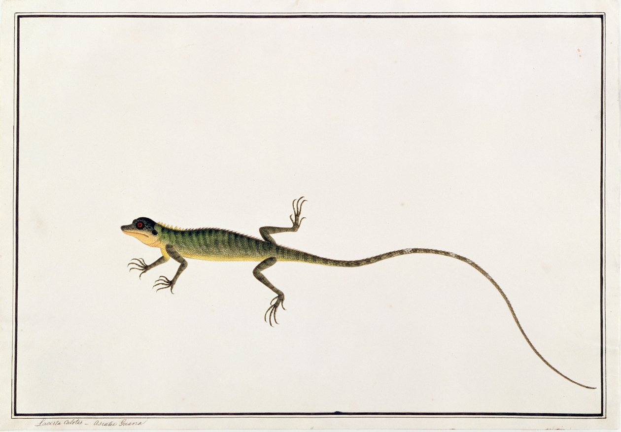 Asiatische Guana, Lacerta Calotes, aus Zeichnungen von Tieren, Insekten und Reptilien aus Malakka, ca. 1805-18 von Chinese School