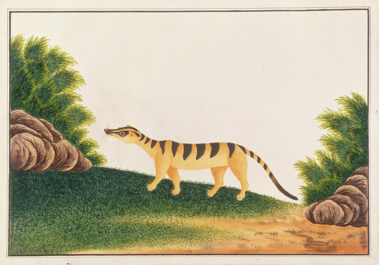 Gestreifte Palmenzibetkatze, aus Zeichnungen von Tieren, Insekten und Reptilien aus Malakka, ca. 1805-18 von Chinese School