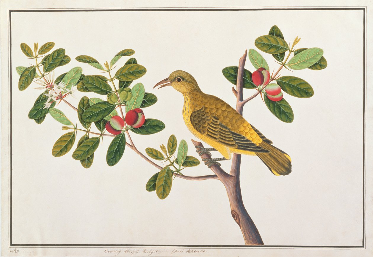 Schwarzgenickter Pirol, aus Zeichnungen von Vögeln aus Malakka, ca. 1805-18 von Chinese School