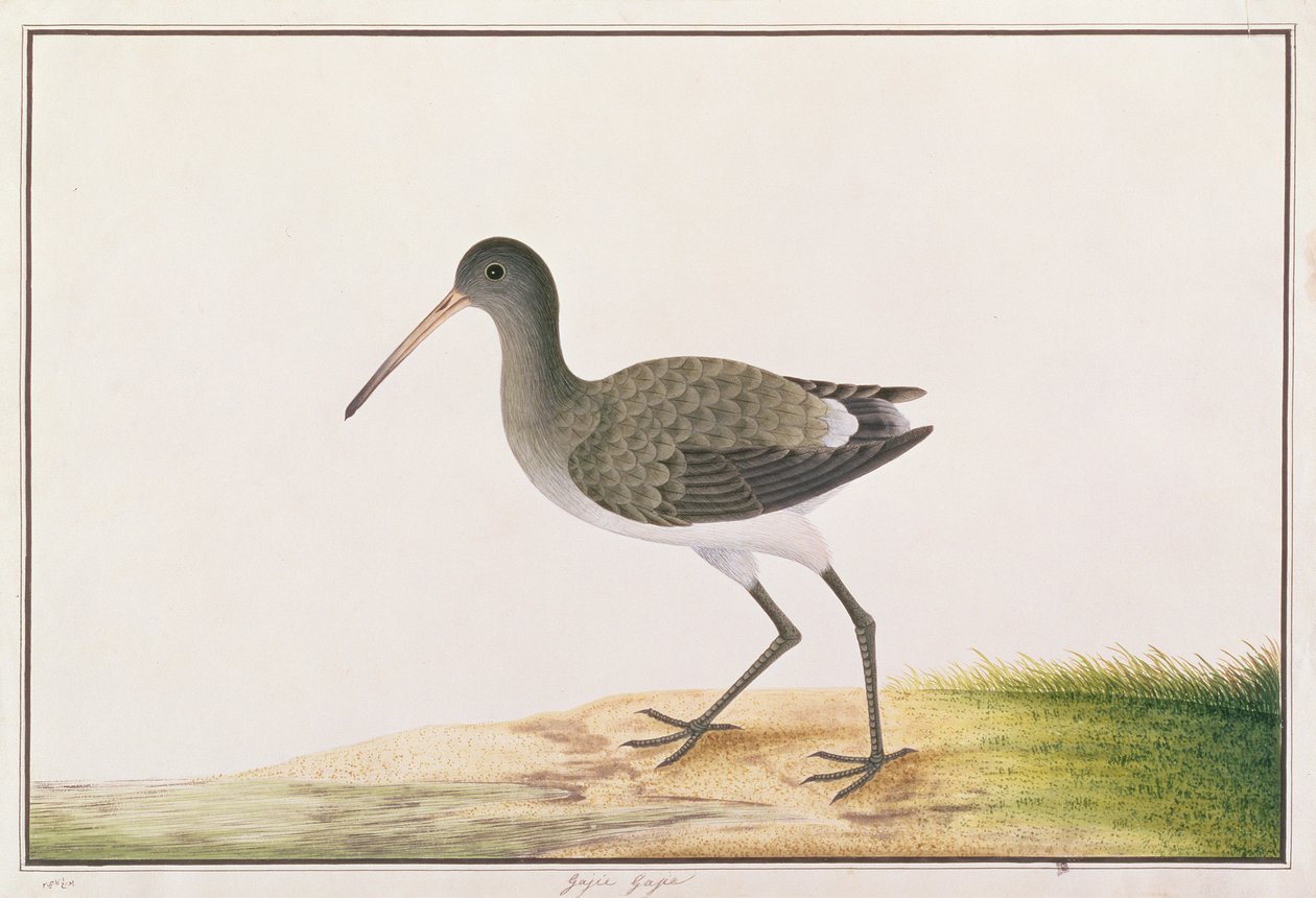 Uferschnepfe, aus Zeichnungen von Vögeln aus Malakka, ca. 1805-18 von Chinese School