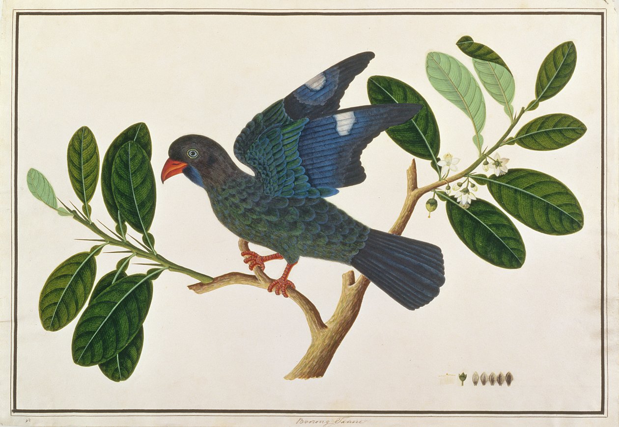 Dollarvogel, aus Zeichnungen von Vögeln aus Malakka, ca. 1805-18 von Chinese School