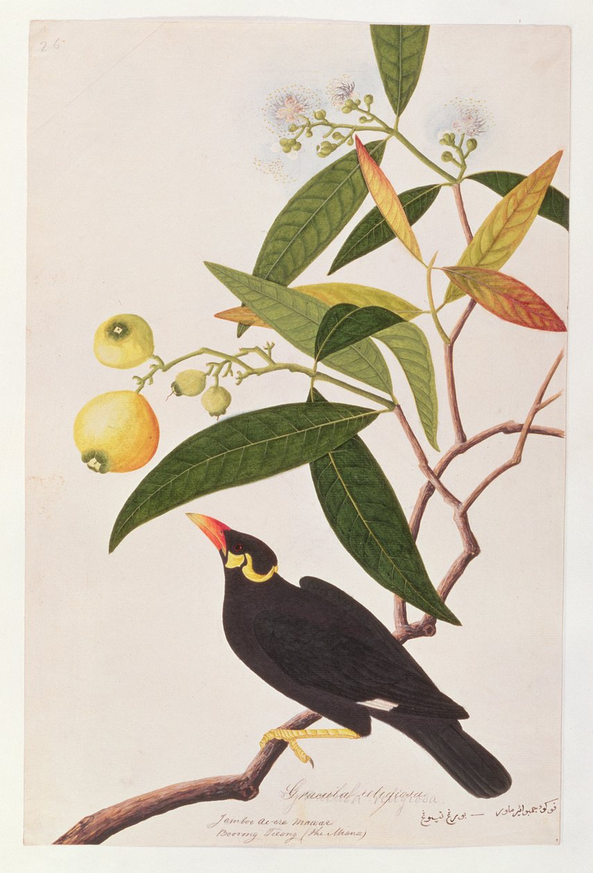 Hügelmyna, aus Zeichnungen von Vögeln aus Malakka, ca. 1805-18 von Chinese School