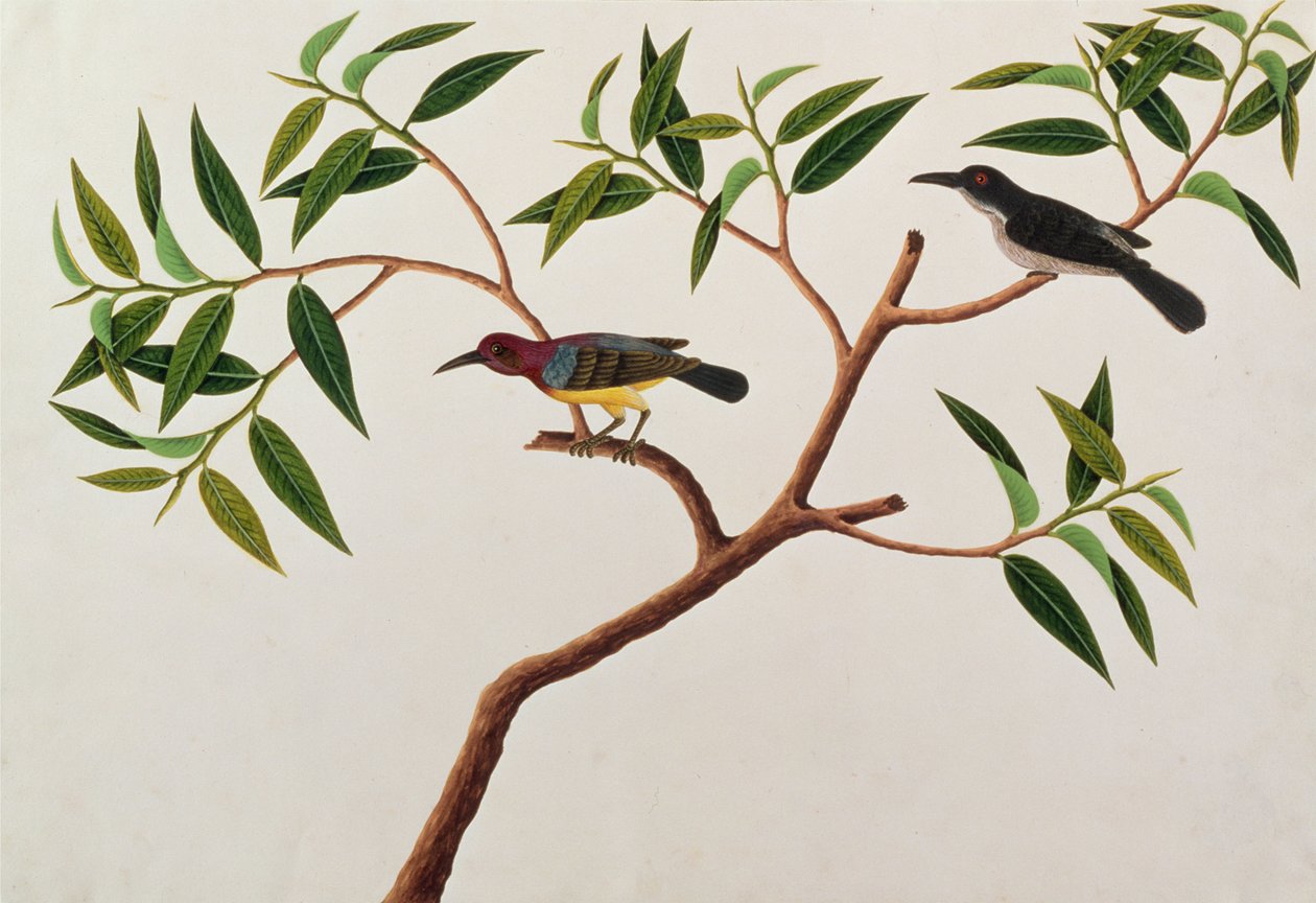 Kolibri, Boorong cherichap, aus Zeichnungen von Vögeln aus Malakka, ca. 1805-18 von Chinese School
