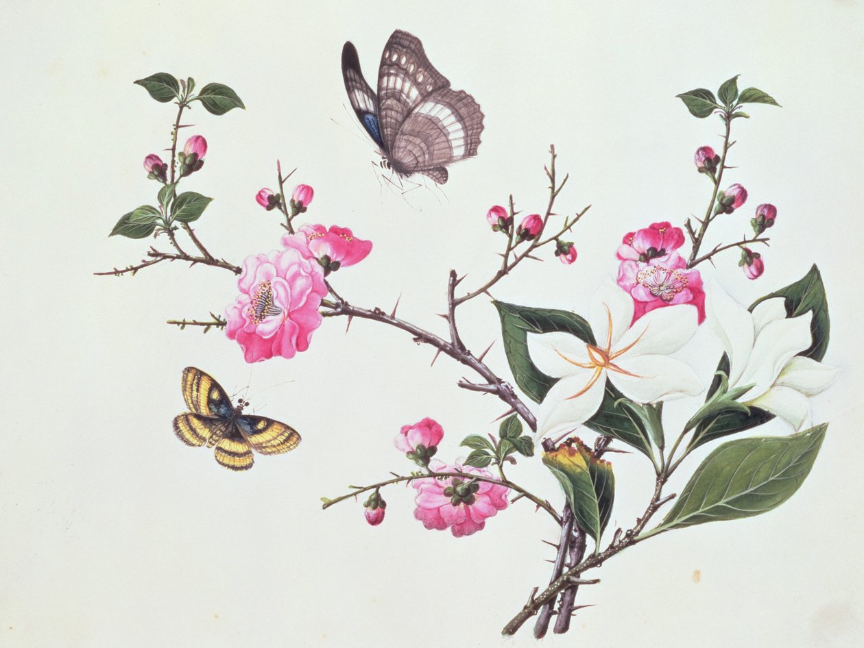 Japonica, Magnolie und Schmetterlinge von Chinese School