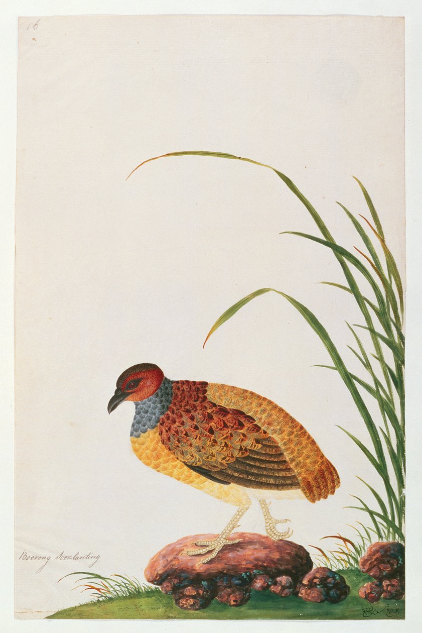 Langschnabel-Rebhuhn, aus Zeichnungen von Vögeln aus Malakka, ca. 1805-18 von Chinese School