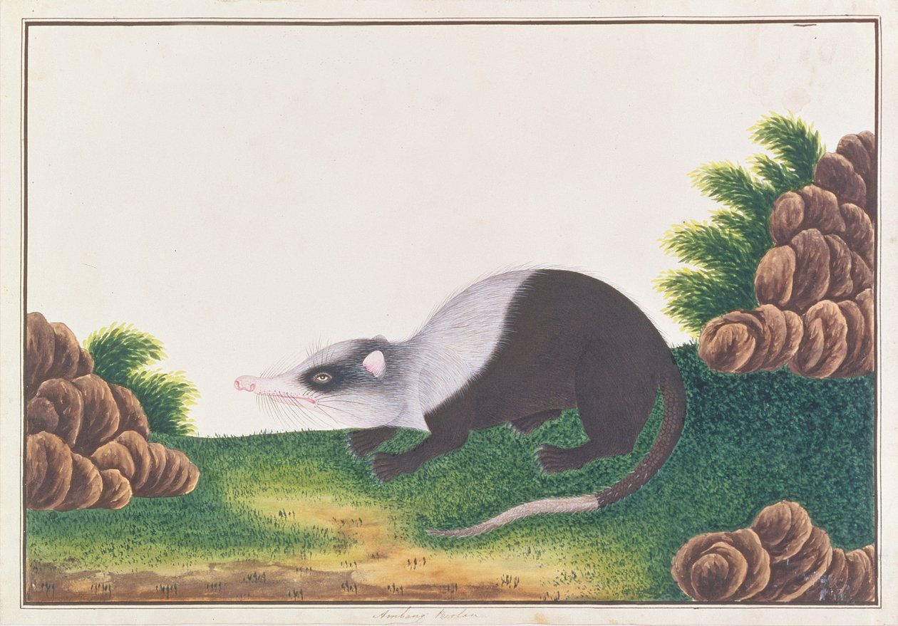 Mondratte, aus Zeichnungen von Tieren, Insekten und Reptilien aus Malakka, ca. 1805-18 von Chinese School