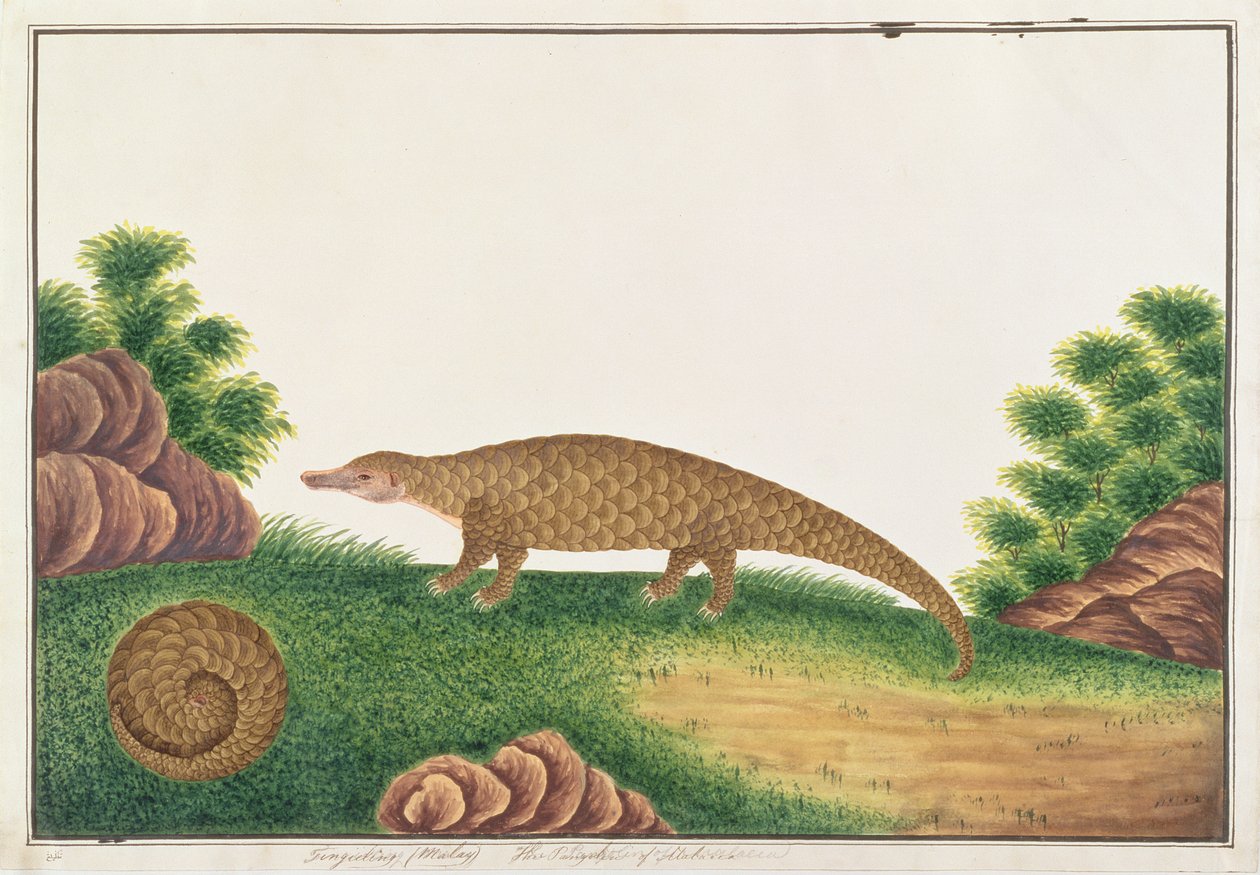 Sunda-Schuppentier, aus Zeichnungen von Tieren, Insekten und Reptilien aus Malakka, ca. 1805-18 von Chinese School