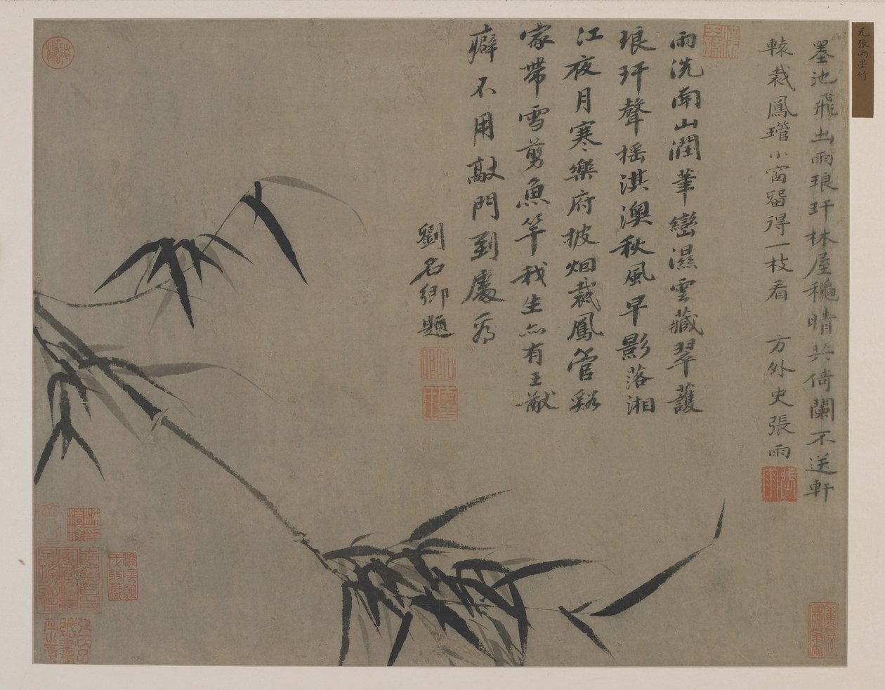 Ein Bambusspross, möglicherweise Qing-Dynastie von Chinese School