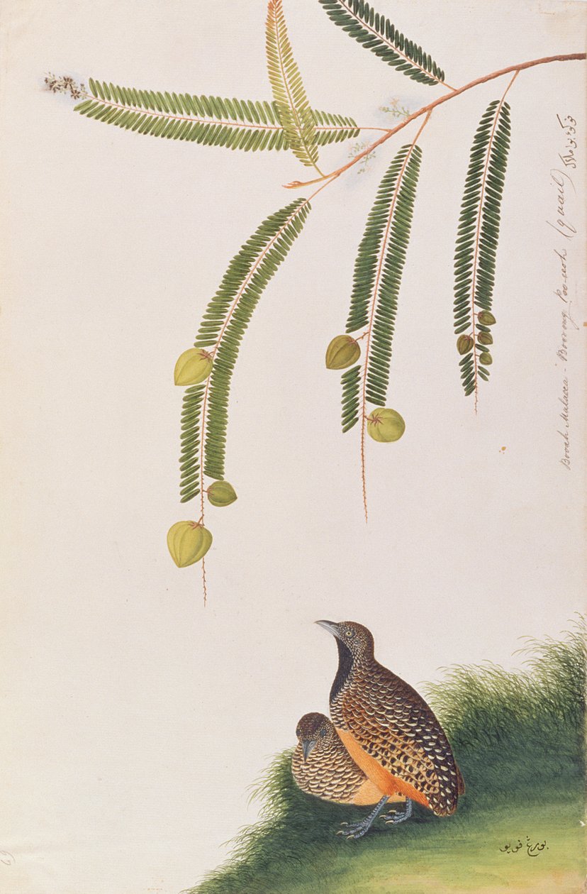 Bindenlaufhühnchen, aus Zeichnungen von Vögeln aus Malakka, ca. 1805-18 von Chinese School