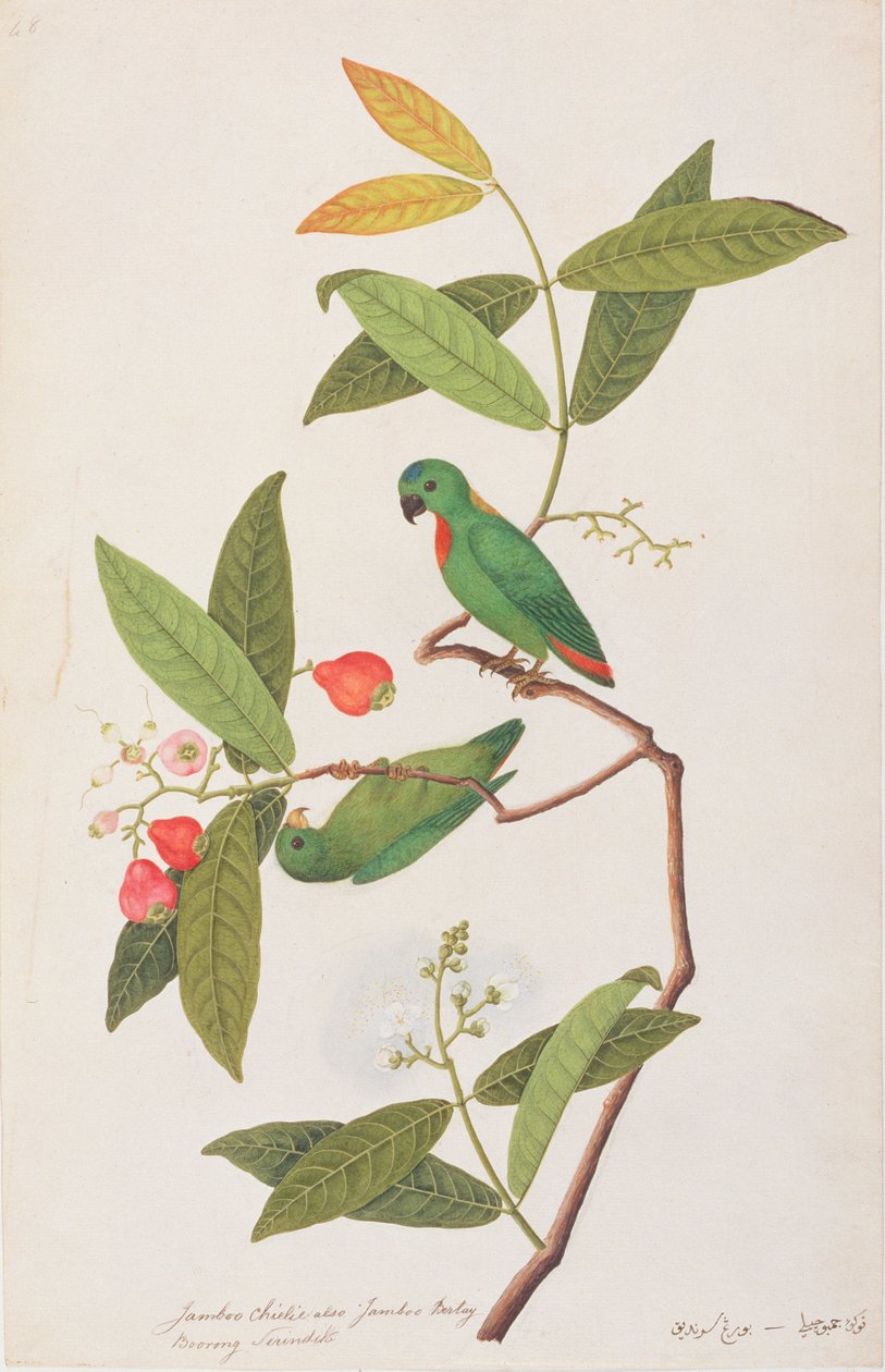 Blaukrönchen, aus Zeichnungen von Vögeln aus Malakka, ca. 1805-18 von Chinese School