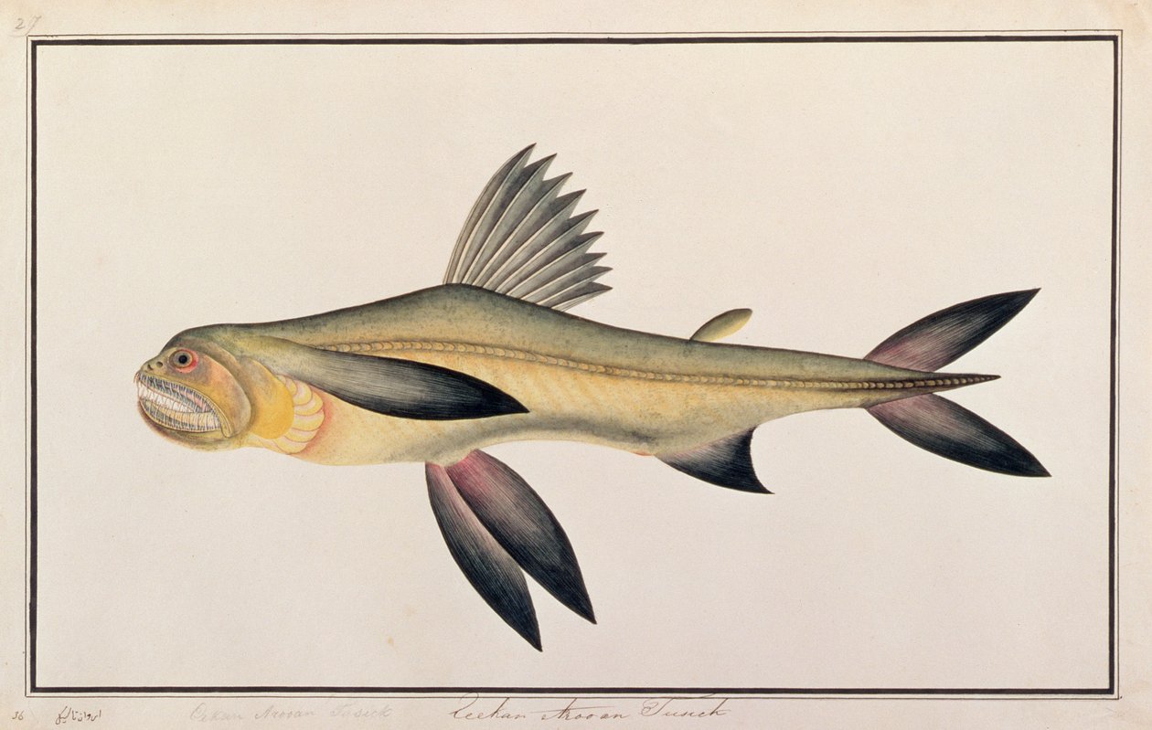 Bombay-Ente, aus Zeichnungen von Fischen von Malakka, ca. 1805-18 von Chinese School