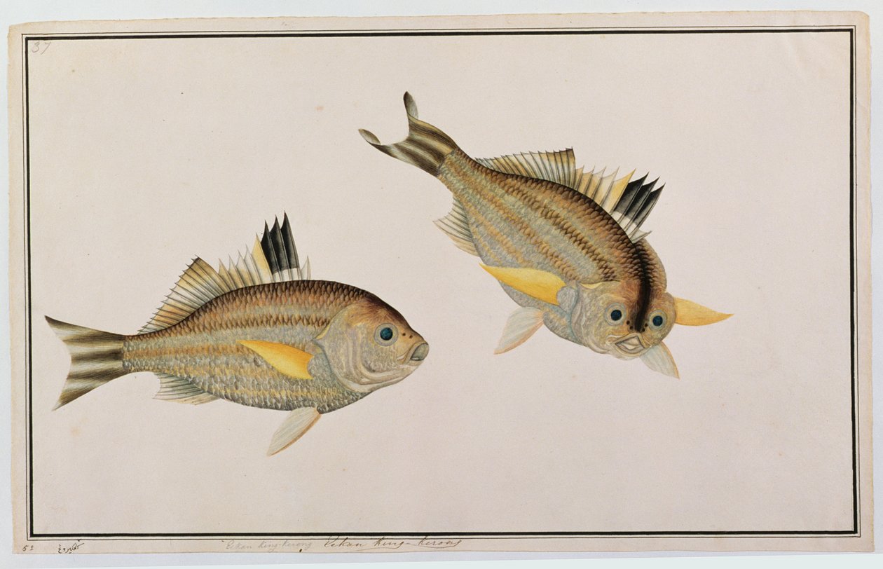 Eekan King-kerong, aus Zeichnungen von Fischen aus Malakka, ca. 1805-18 von Chinese School
