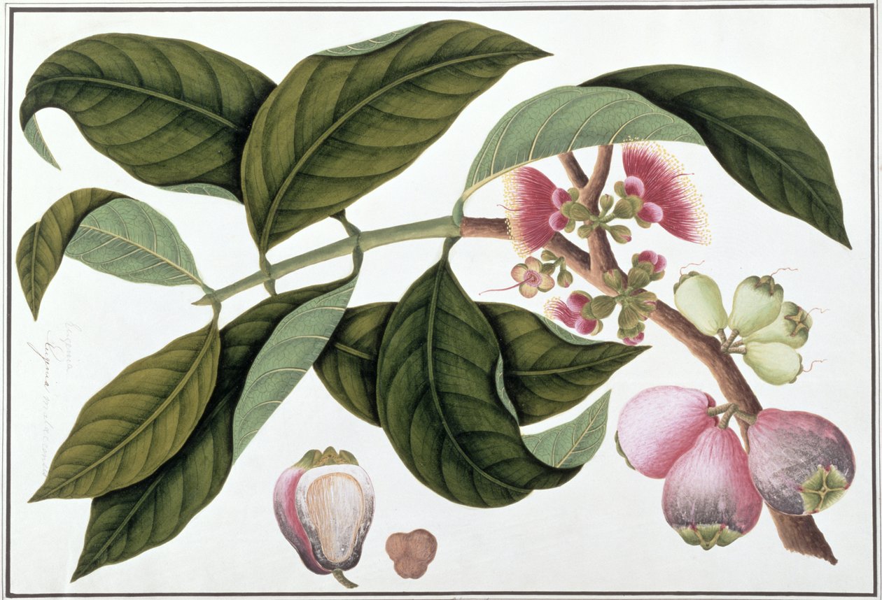 Eugenia oder Jamboo Teloie poote, aus Zeichnungen von Pflanzen aus Malakka, ca. 1805-18 von Chinese School