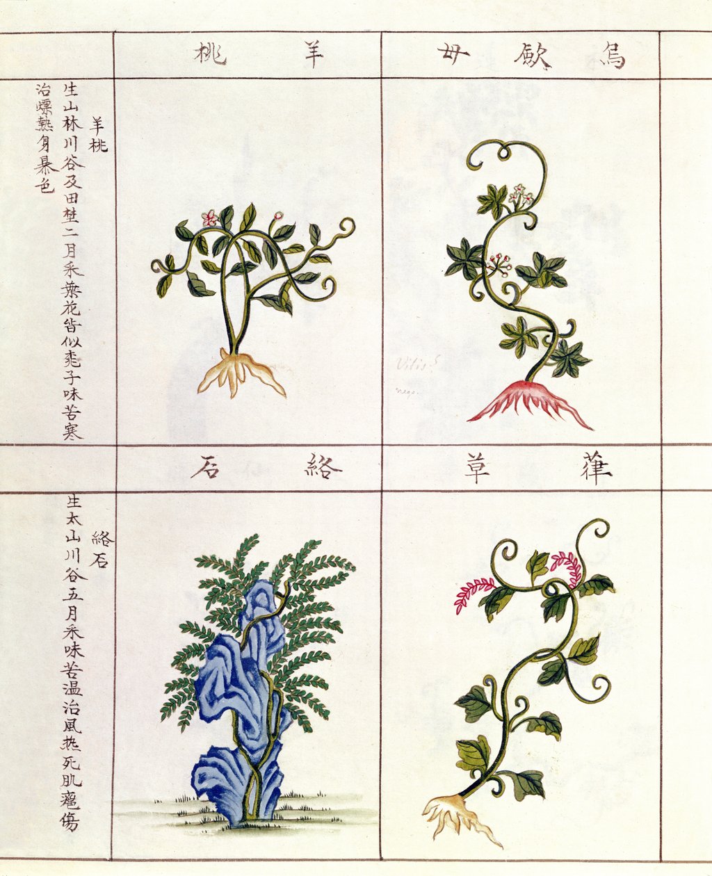 Vier Pflanzen aus einem Pen Tsao, einer Sammlung von Heilpflanzen, 18.-19. Jahrhundert von Chinese School