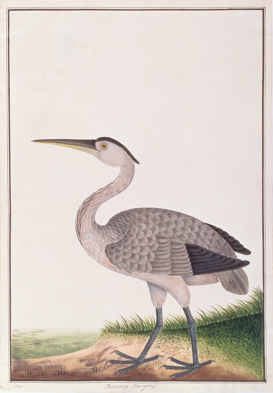 Graureiher, aus Zeichnungen von Vögeln aus Malakka, ca. 1805-18 von Chinese School