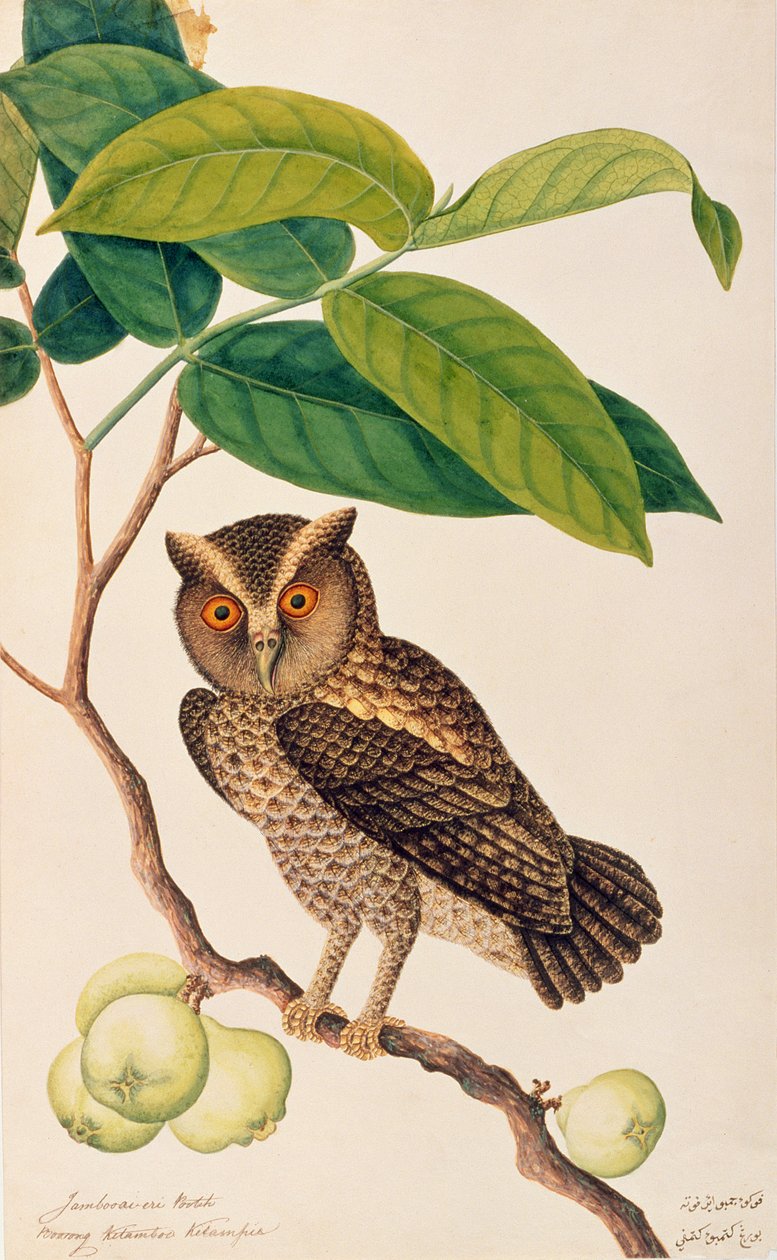 Jambooai-eri Pootih, Boorong Ketamboo Ketampin, aus Zeichnungen von Vögeln aus Malakka, ca. 1805-18 von Chinese School