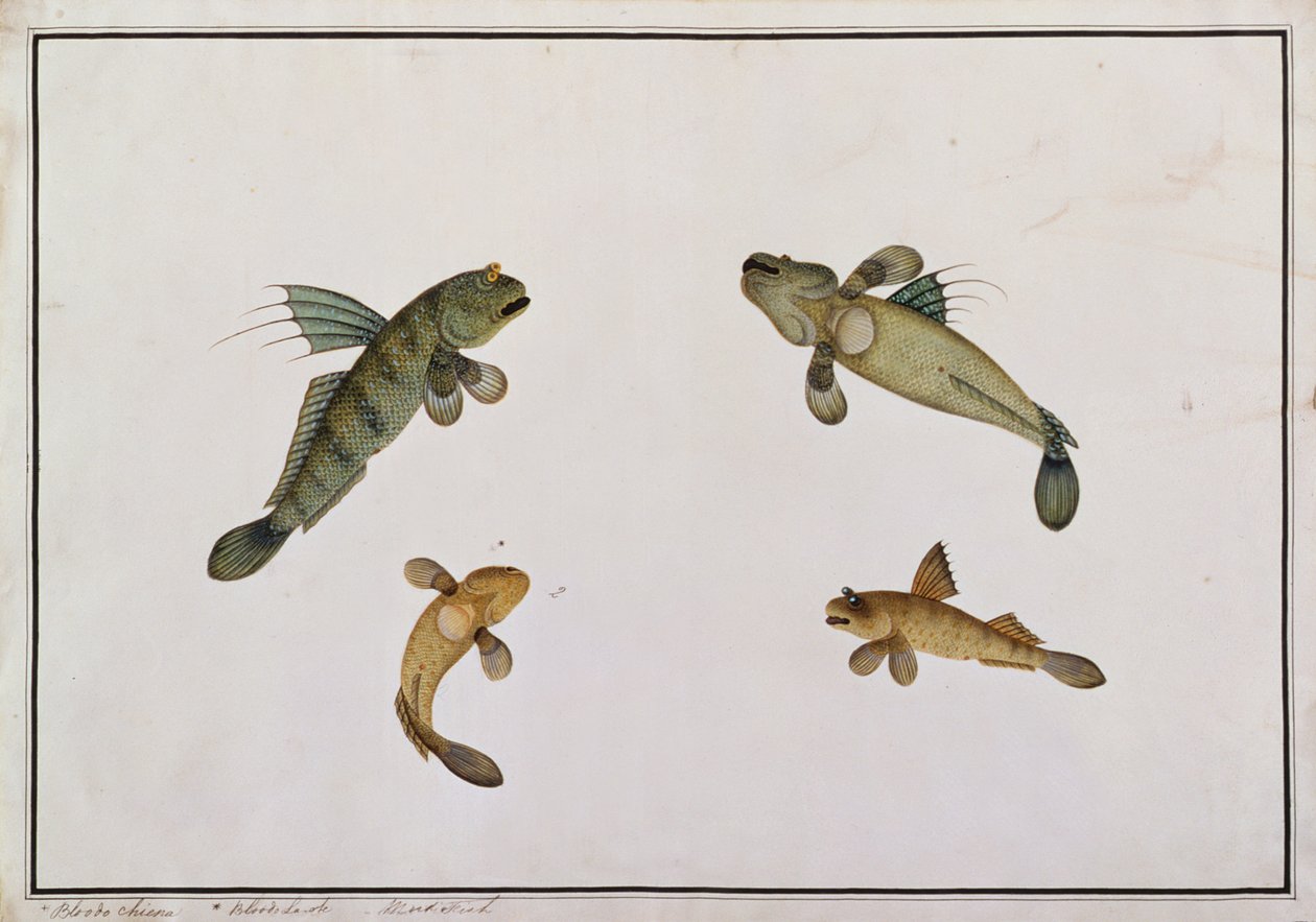 Schlammfisch, Bloodo chiena, Bloodo La-ore, aus Zeichnungen von Fischen von Malakka, ca. 1805-18 von Chinese School