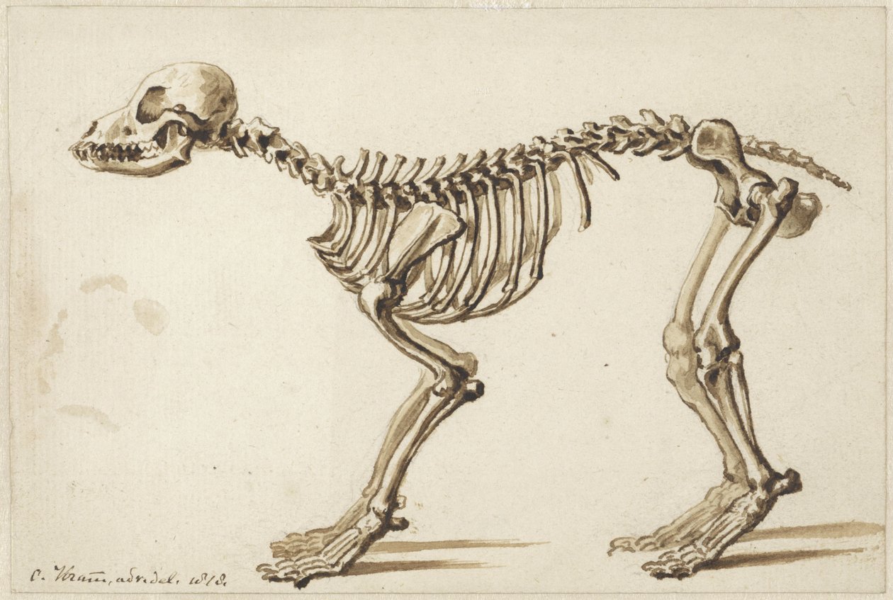 Skelett eines Hundes von der Seite von Christiaan Kramm