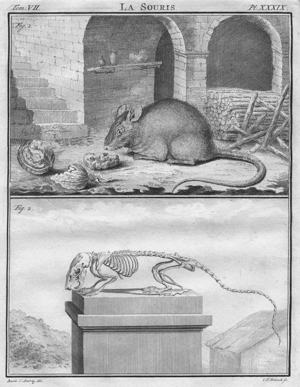 La Souris, ca. 1763 von Christian Friedrich Fritzsch
