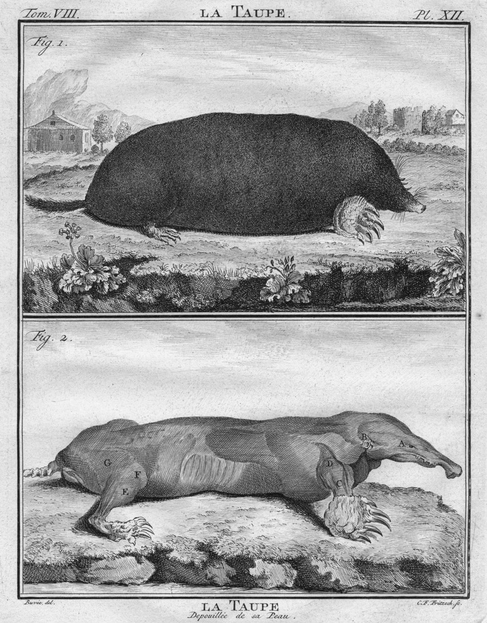 La Taupe & La Taupe Dépouillée de sa Peau, um 1763 von Christian Friedrich Fritzsch