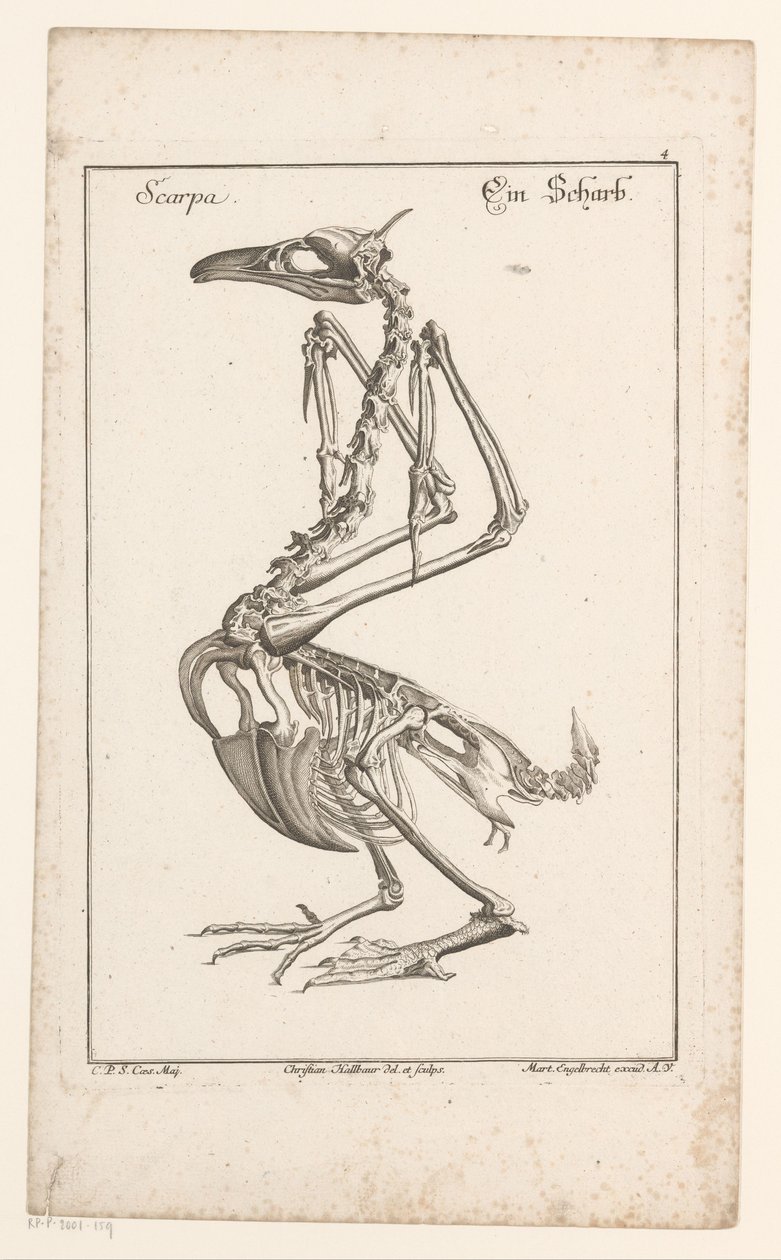 Skelett eines Kormorans von Christian Hallbaur