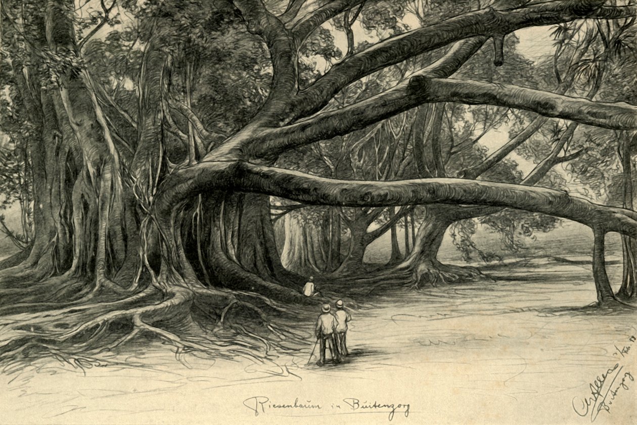 Riesige Bäume in Buitenzorg, Java, 1898 von Christian Wilhelm Allers