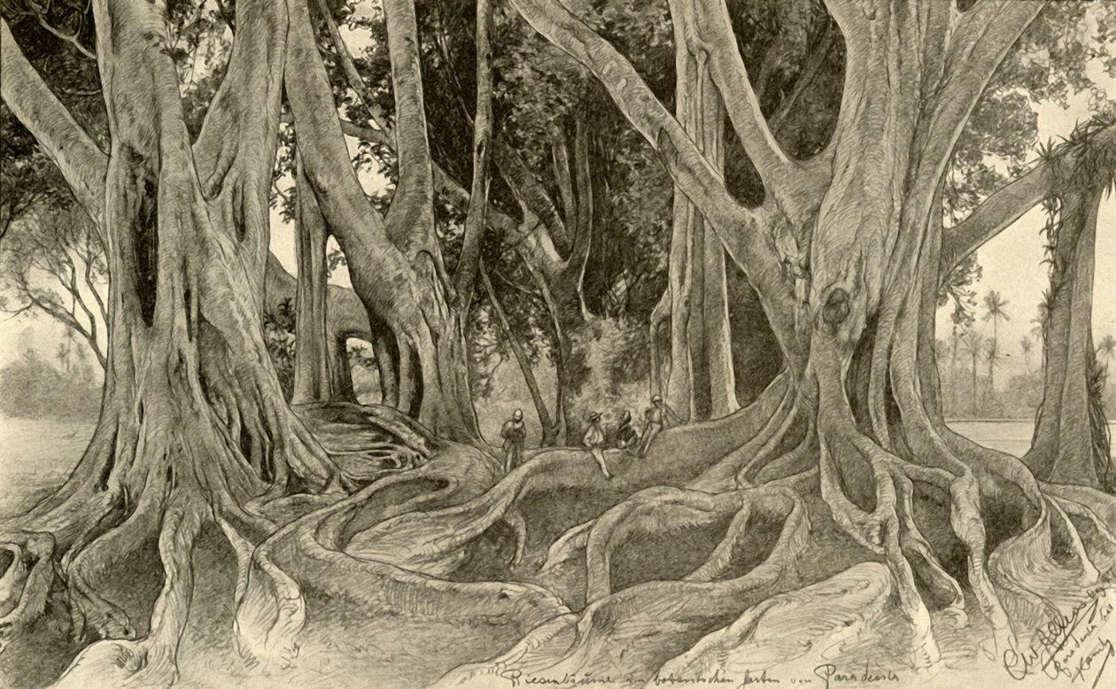 Riesige Bäume im botanischen Garten, Peradeniya, Kandy, Ceylon von Christian Wilhelm Allers