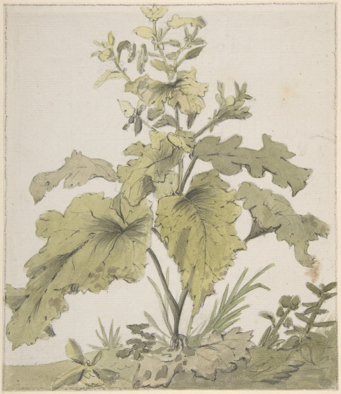 Studie einer Pflanze von Christian Wilhelm Ernst Dietrich