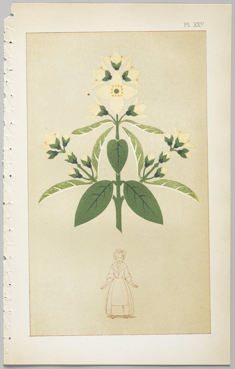 Die Kunst des dekorativen Designs: mit einem Anhang, der die Stunden des Tages angibt, zu denen Blumen öffnen, veröffentlicht von Day & Son, London, 1862 von Christopher Dresser