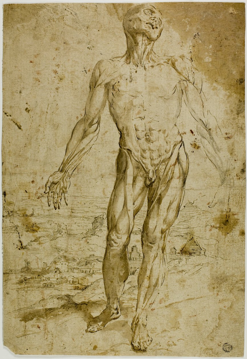 Écorché vor Landschaft (recto); Skizzen eines stehenden männlichen Aktes, sitzendes Kind, gebückte Frau (verso) von Circle of Titian