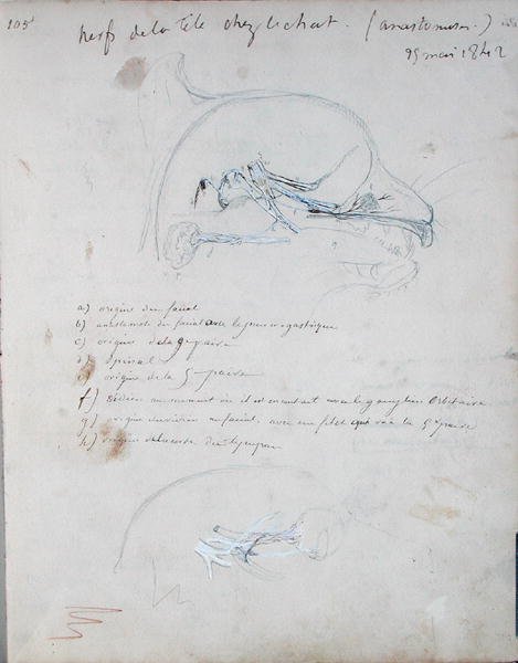 Nervensystem im Kopf einer Katze, Mai 1842 von Claude Bernard